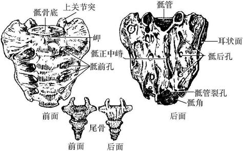 骶骨和尾骨(后面观)