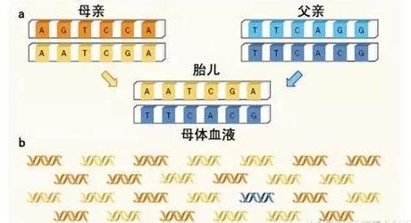DNA亲子鉴定有几种方法？亲子鉴定有几种方法？2方面解析 - 知乎
