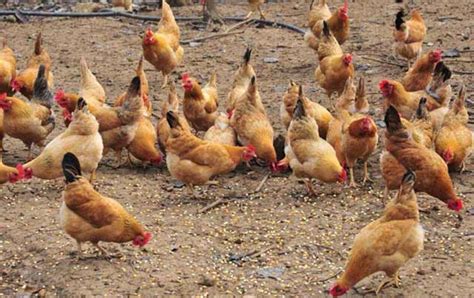 鸡怎样繁殖（天天养鸡你知道鸡是怎么交配的吗？） | 说明书网