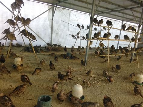 大棚养鸡一平方可以养几只？附养殖成本及利润分析 - 惠农网