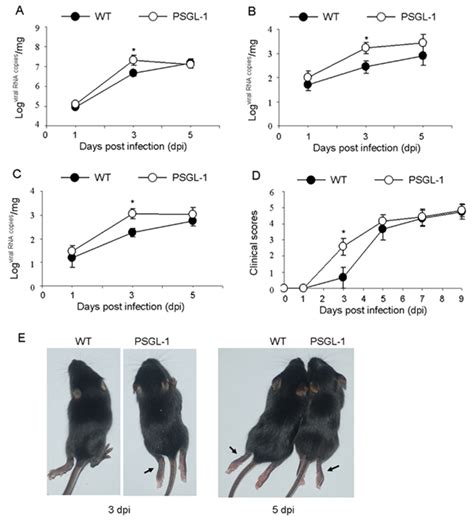 【小鼠大学问】养小鼠你要知道的那些事（三）：基因工程小鼠繁育方案