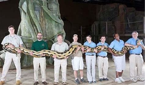 世界上最大的蛇有多大?|亚马逊|森蚺|蟒蛇_新浪网