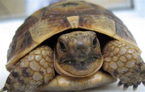 冬季如何养龟 乌龟冬眠温度在1到10度是适宜的|乌龟|冬眠|温度_新浪新闻
