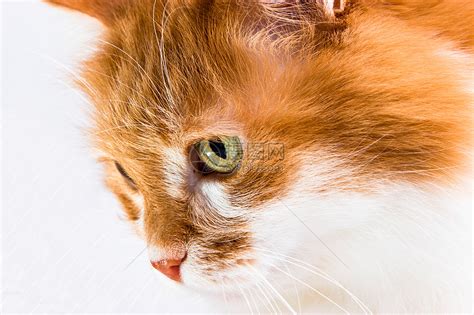 猫咪红色头像图片