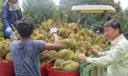 柬埔寨冷冻榴莲首次实现对华出口120吨” - 亚洲水果