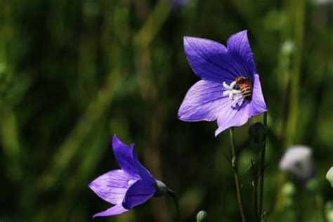 世界上最高冷的花朵排名，蓝雪花高居榜首_巴拉排行榜
