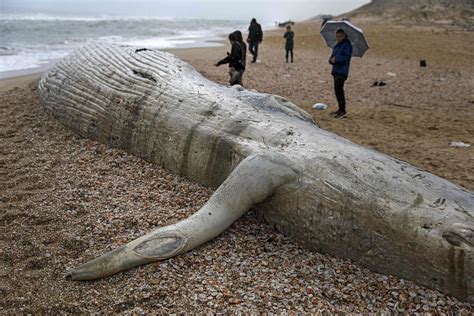 海怪终于死了？英国海滩惊现巨型神秘海洋生物尸体 - 神秘的地球 科学|自然|地理|探索