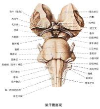 脑干结构图图片