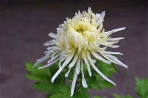 常见的菊花品种及花型，盘点常见的十种菊花品种(3)_巴拉排行榜