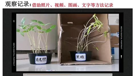 绿豆种子发芽生长植物生长延时拍摄高清实拍视频素材,延时摄影视频素材下载,高清1920X1080视频素材下载,凌点视频素材网,编号:161554