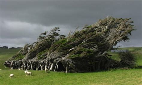 世界上最顽强的树，被狂风吹不倒，如今成该国特殊风景线|狂风|风景线|疾风_新浪新闻