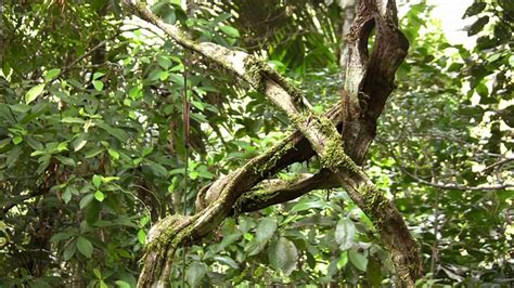 热带雨林有什么危险的动物？-农百科