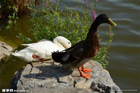 吉林市野鸭子|摄影|动物|xuhanwen159 - 原创作品 - 站酷 (ZCOOL)