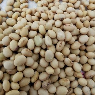2023湖南五月早黄豆农家新鲜肾形椭圆形发豆芽打豆浆老品种籽500g-阿里巴巴