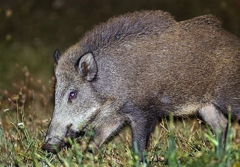 森林里的小野猪。高清摄影大图-千库网