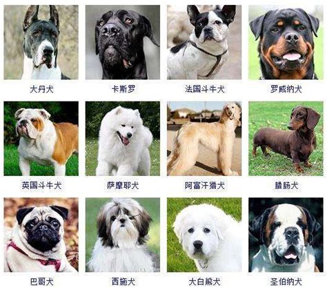 世界名犬排行榜名字及图片（附全球178个宠物狗品种图片大全）-秒懂财税