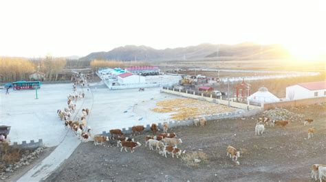 内蒙古赤峰每选牧业“畜”势勃发 托管养殖强村富民__凤凰网