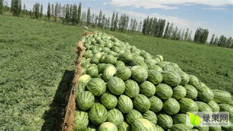 中国最好吃的七大西瓜产地 - 惠农网