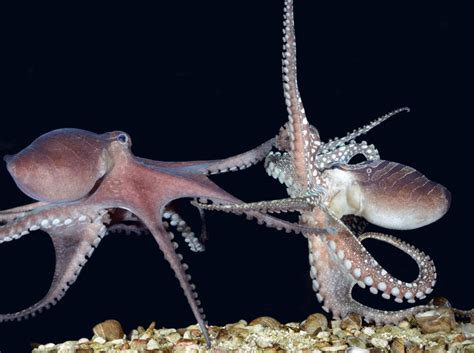 北太平洋巨型章鱼是什么动物？ - 百科 - 酷钓鱼