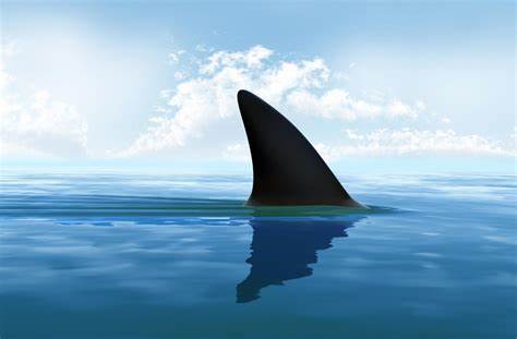 超级鲨鱼游泳健身新店预售