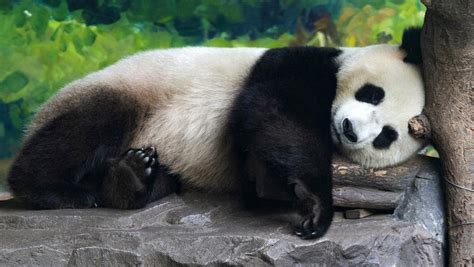 新华全媒+丨全球圈养大熊猫种群数量达到673只 十年增长近一倍