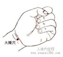 大陵穴位位置图图片