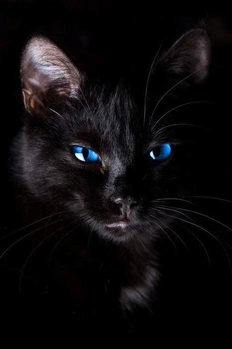 遇到黑猫有什么预兆 黑猫进宅有什么预兆_知秀网