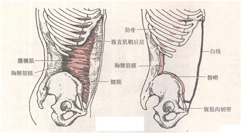 股方肌位置图片