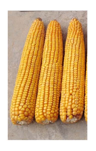 十大耐寒玉米品种介绍 - 惠农网