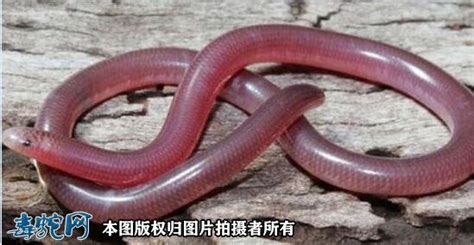 中国盲蛇、我国有2属4种钩盲蛇分布！_盲蛇_毒蛇网