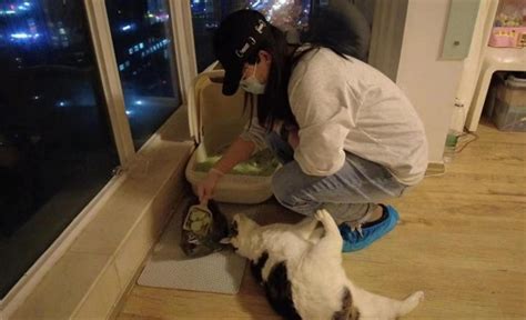 杭州上门喂养寄养 上门喂猫 上门遛狗 代遛喂养 家庭寄养宠物服务-淘宝网