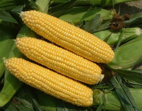 玉米种植时间和方法和过程-百度经验