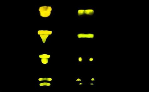 点点荧光其实是萤火虫们独特的语言！这些神秘的光点究竟代表着什么意思呢？