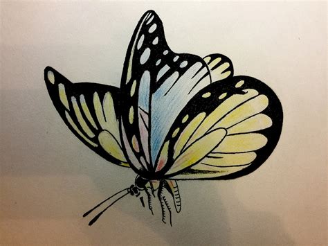 蝴蝶的素描画法步骤解析- 小南美术网