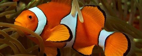 揭秘小丑鱼的彩妆灵感 | BMC Biology—论文—科学网