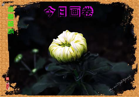 含苞欲放的桃花花蕾高清图片下载_红动中国