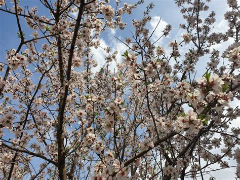 春天开花的树开着白花高清图片下载-正版图片507575576-摄图网