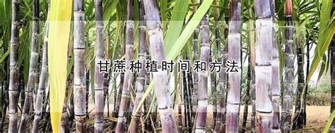 甘蔗种植时间和方法 —【发财农业网】