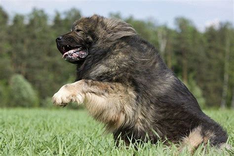 闻名世界的大型猛犬——高加索犬，在你饲养前一定要了解它的性格_主人