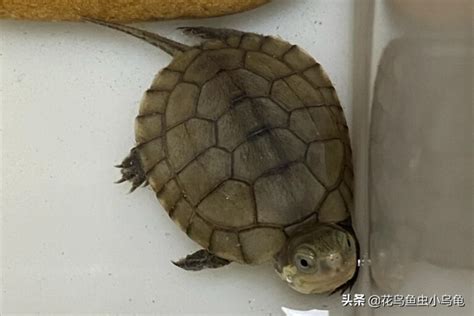 龟的品种名称大全图片（盘点18种常见的乌龟品种） - 胖萌舍宠物网