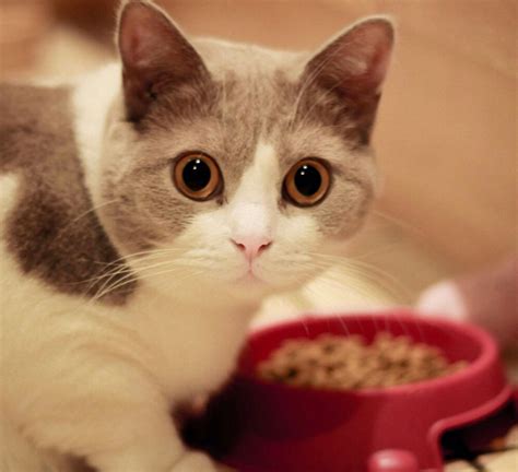 猫粮一天喂几次 这样的喂养方式才最科学正确！-兴趣经验本
