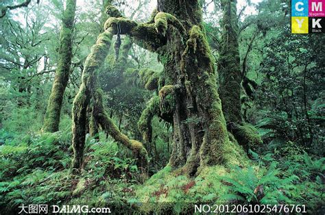 高清晰原始森林古树写真壁纸-欧莱凯设计网