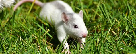 老鼠是什么动物 - 天奇百科