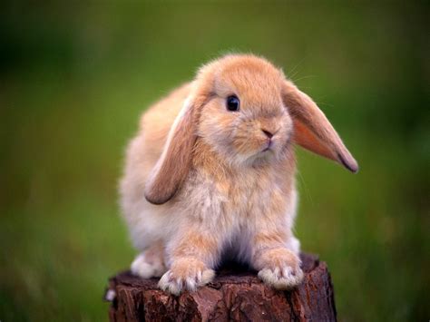 2022兔子名字可爱洋气 可爱好听的兔子名字分享 - 万年历