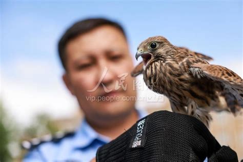 新疆塔城：民警救助国家二级保护动物红隼-人民图片网