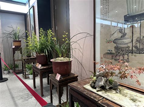 “蕙质兰心，香雅满堂”赏兰好去处 杭州植物园蕙兰艺术节开幕