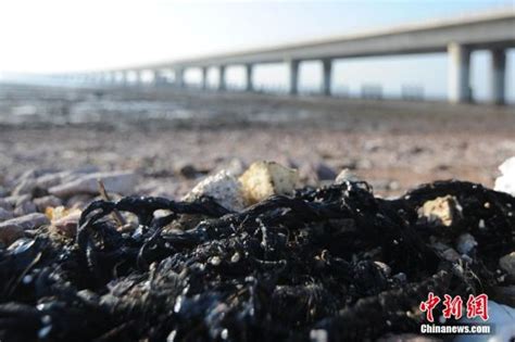 青岛胶州湾海滩现200米泄漏原油污染带(组图)|污染|胶州湾_新浪新闻