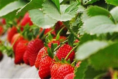 天赐福缘草莓种植合作社