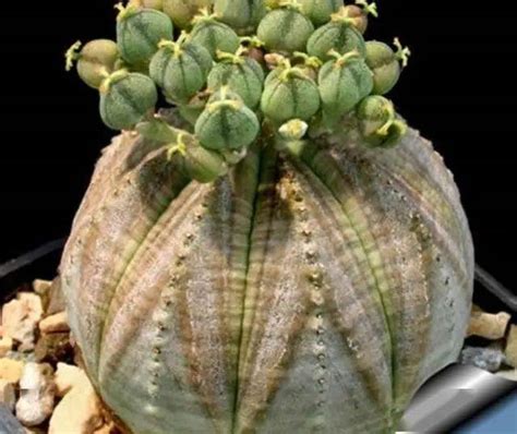 世界十大最奇特植物，巨魔芋上榜，第二是世界花王(3)_排行榜123网