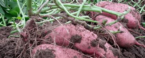 种植红薯“倒插苗”开始盛行，啥叫“倒插苗”？为何要这样做呢？|红薯|红薯苗|薯块_新浪新闻